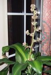 DRACAENA - Photo 1