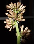 DRACAENA - Photo 3