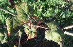 Gros plan sur les feuilles