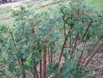 arbre_inconnu_2.jpg