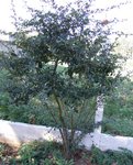 La hauteur de l'arbre est de 1m80