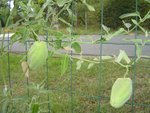 Fruits de la liane inconnue-1.jpg