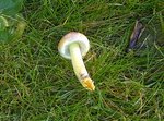 Champignon 1 bis réduit.jpg