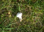 Champignon 2 réduit.jpg