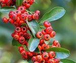 Exemple de feuille de Pyracantha aux feuilles finement dentelées.