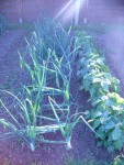 oignons et haricots verts