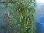 les dernières tomates ont du mal à mûrir.jpg