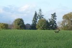 chevreuil en vendée.jpg