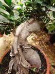 DSC00079.JPG