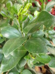 DSC00077.JPG