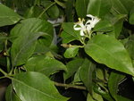 IMGP4753.JPG