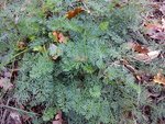 DSC00559.jpg