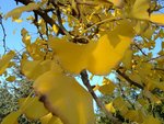 15112011875-1.jpg