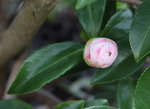 Le bouton
