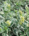 Diervilla_sessilifolia_Coolsplash_web.jpg