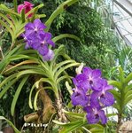 Orchidée .