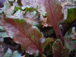 IMG_0001-small.jpg
