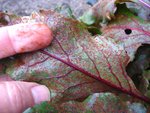 IMG_0007-small.jpg