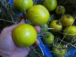 Photode  bagé 032.jpg