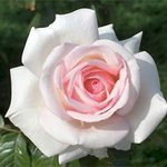 13517-2.jpg