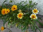 gazanias fin novembre.jpg