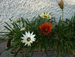 gazanias fin novembre 2011.jpg