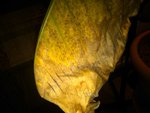 IMG00242-20111119-1739.jpg