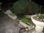 Risson et grenotte mai 2011.JPG