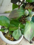 DSC00081.JPG