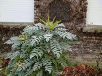 2010-11-28  mahonia x.jpg