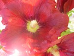 DSC02124.JPG