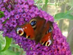 DSC02152.JPG
