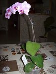 La rose suivi de ses racines