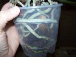 100_3209.JPG