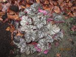 2011-11-28 heuchera  silver  scroll x.jpg