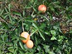 fruits de la passion 13 octobre 2011.JPG