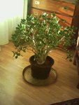 crassula avant.jpg
