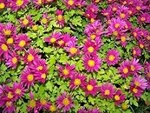 Jolis fleurs d'automne