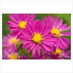 aster.jpg
