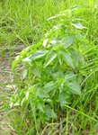 Plante_herbe-verte.jpg