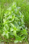 Plante-herbe-verte-2.jpg