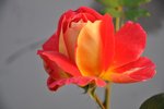 DSC_5811.jpg