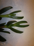 02122011083.gif