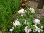 DSC00533 - Copie.JPG