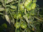 costoluto surement.jpg