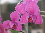 IMG_4309_PhotoRedukto.jpg