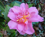 DSC08132.JPG