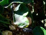 DSCI0003.JPG
