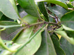 branche.JPG