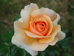 rose 13 octobre 2011.JPG